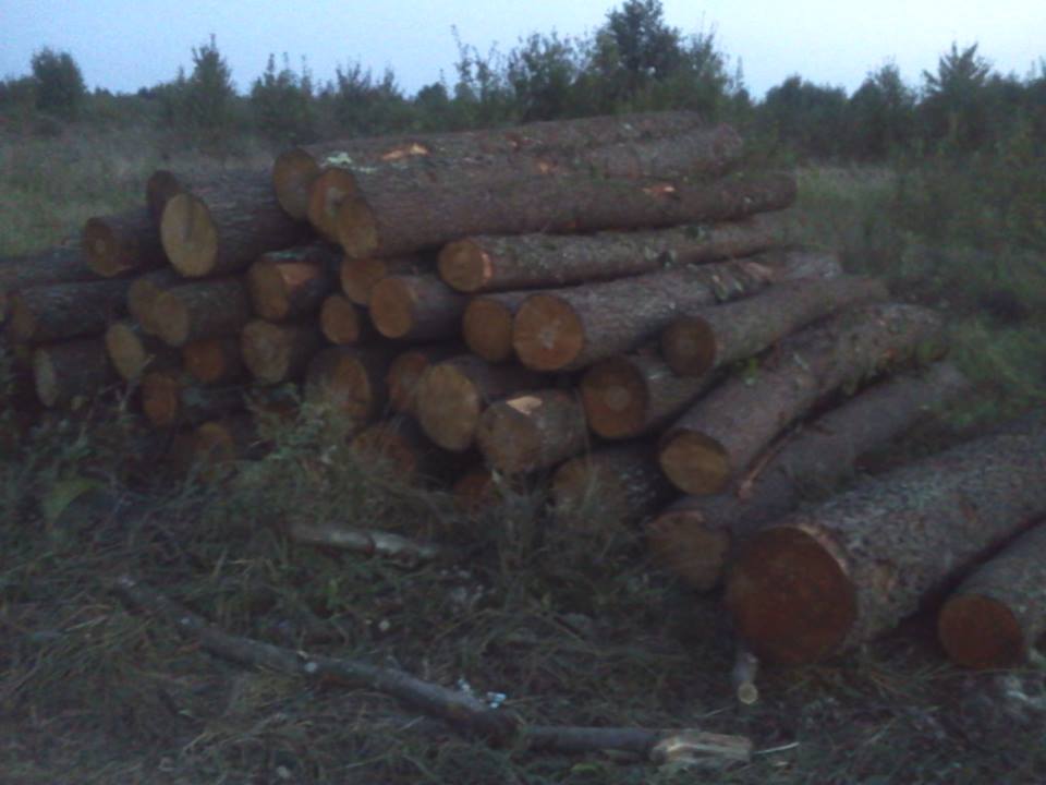 На Львівщині знову відновили тотальні рубки лісу На Львівщині знову відновили тотальні рубки лісу
