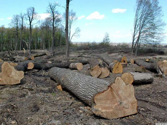 Бізнесмени фінансували терористів з ДНР, постаючи на окуповану територію ліс Бізнесмени фінансували терористів з ДНР, постаючи на окуповану територію ліс