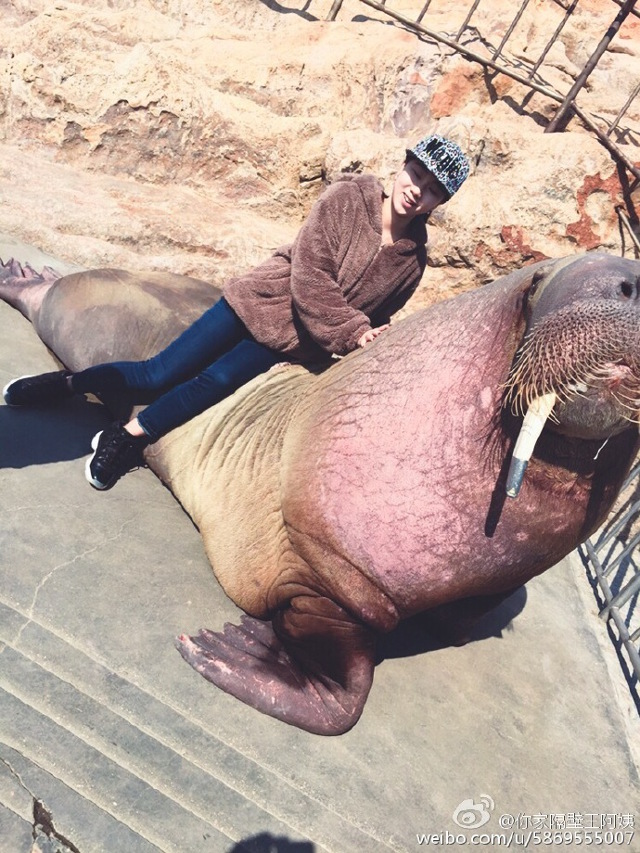 walrus_selfie6