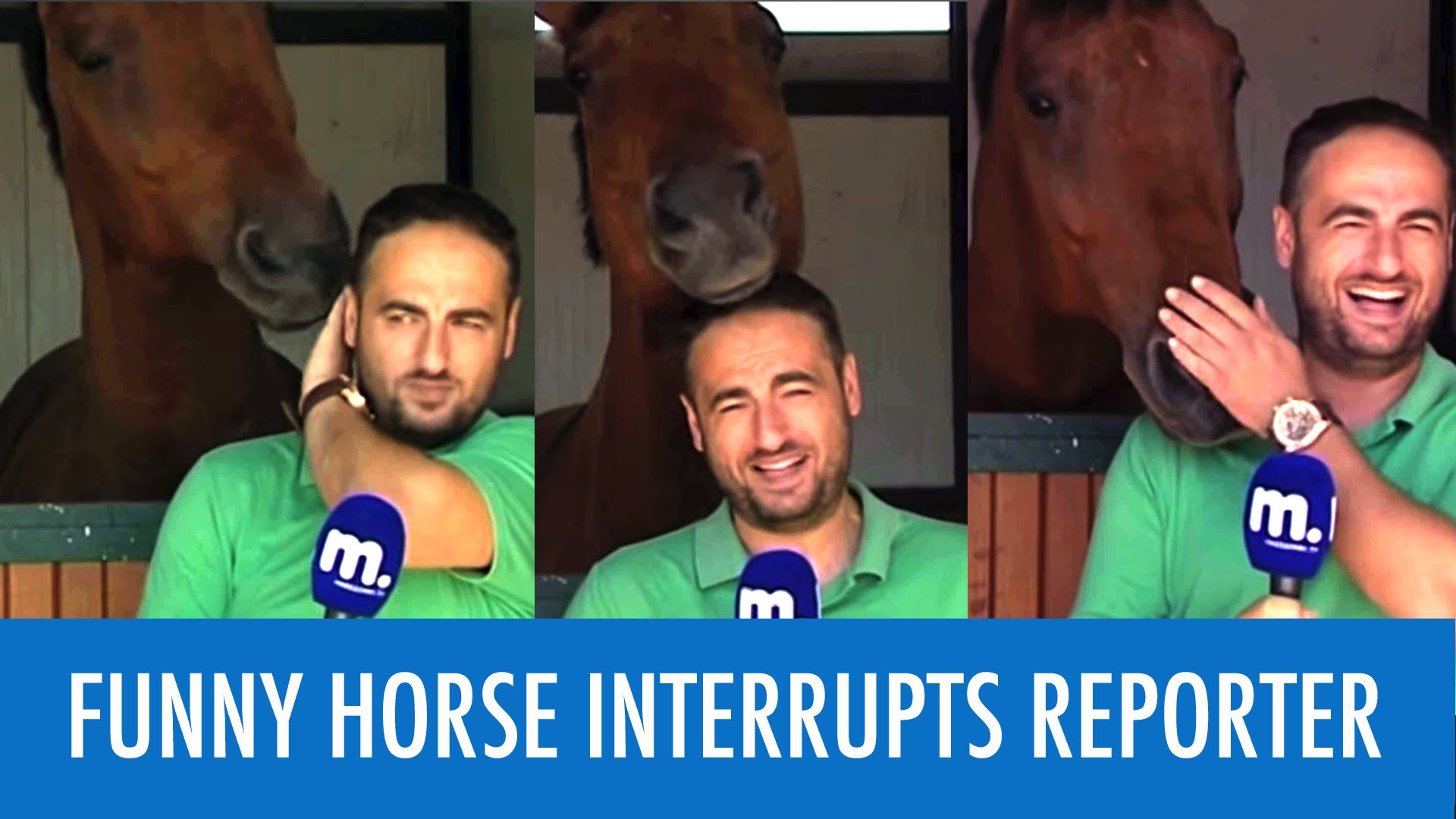 Кінь втрутився і зірвав репортаж журналісту (Відео)
