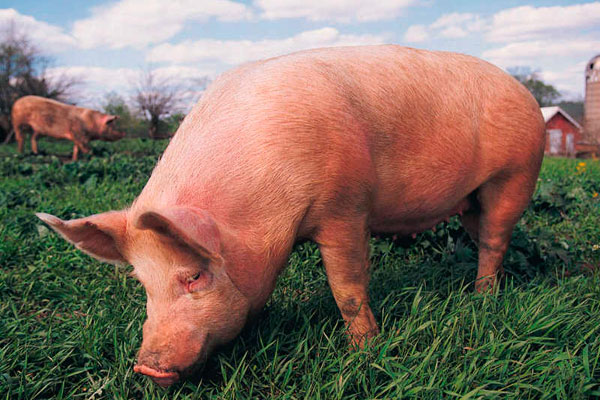 На Західній Україні зареєстровано вірус африканської чуми свиней