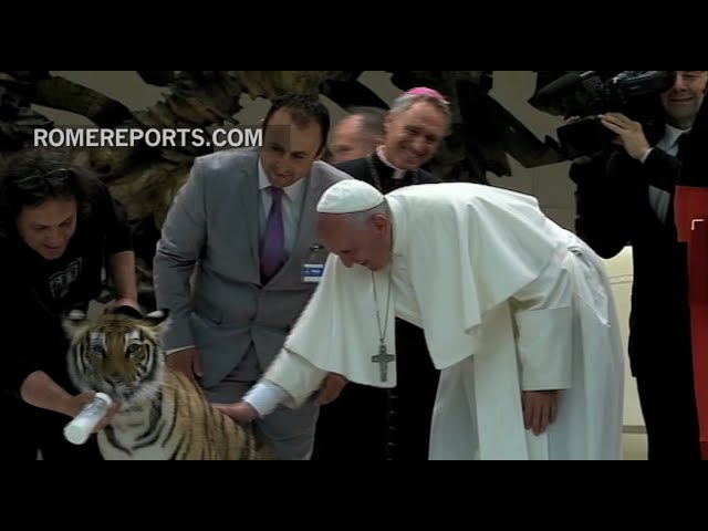 Папа Римський погладив тигреня проти його волі (Відео)