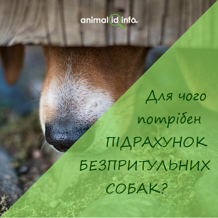 У Львові рахуватимуть безпритульних собак. Як долучитися? У Львові рахуватимуть безпритульних собак. Як долучитися?