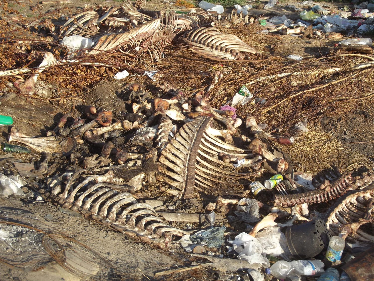 Кістки, тельбухи і голови: як через незаконний бізнес лісова галявина стала скотомогильником (фото)
