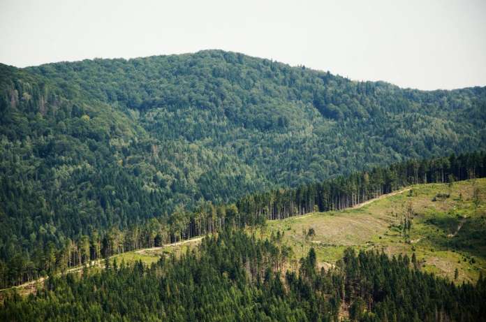 Руслана взялася інспектувати карпатські ліси (Фото) Руслана взялася інспектувати карпатські ліси (Фото)