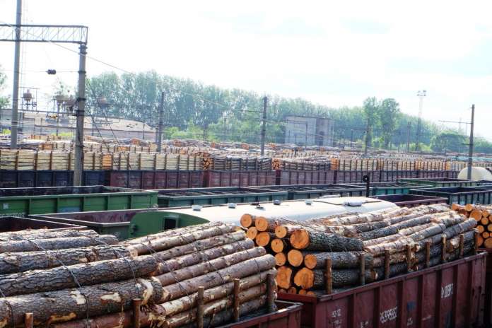 Шокуючі дані про масштаби незаконної рубки лісів оприлюднило Держлісагентство Шокуючі дані про масштаби незаконної рубки лісів оприлюднило Держлісагентство