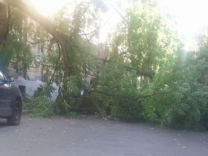 У Львові дерево розтрощило автомобіль У Львові дерево розтрощило автомобіль