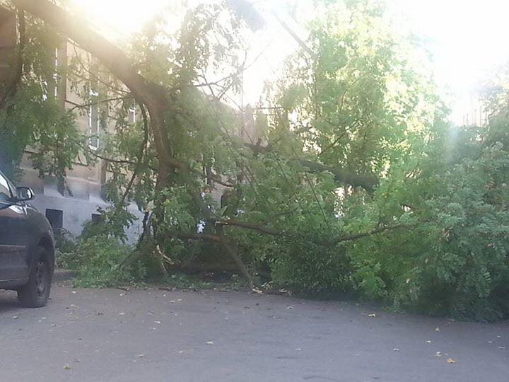 У Львові дерево розтрощило автомобіль