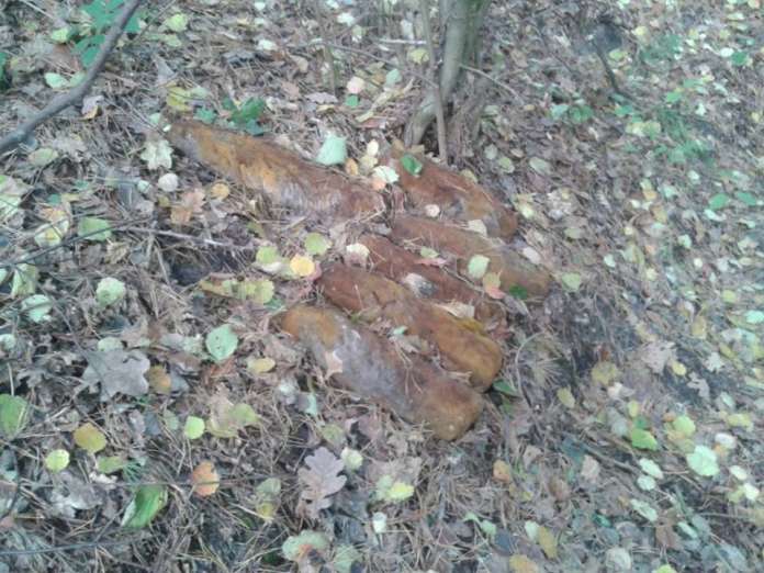 На Львівщині у лісі виявили 14 боєприпасів На Львівщині у лісі виявили 14 боєприпасів