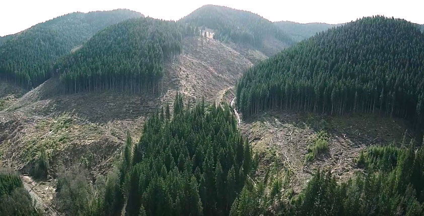 karpaty-vyrubka-lesa
