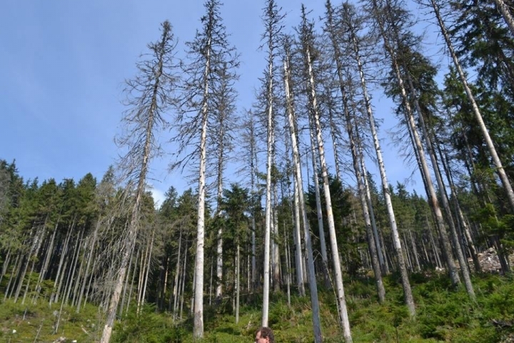 vsyhannia_lisy_karpaty_542349