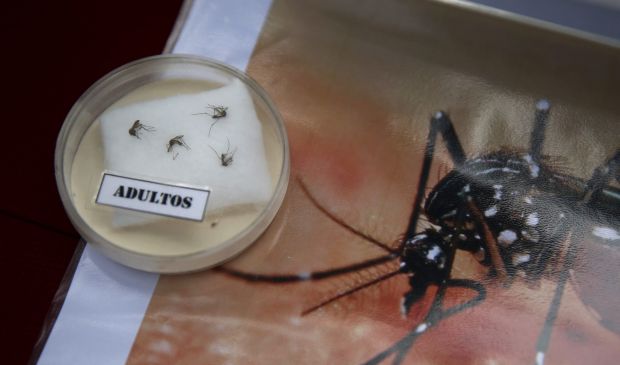 Specimens of Aedes aegypti mosquito are exhibited during a campaign to raise awareness of preventing the entry of the Zika virus into the country, at the Health Ministry in Lima, Peru