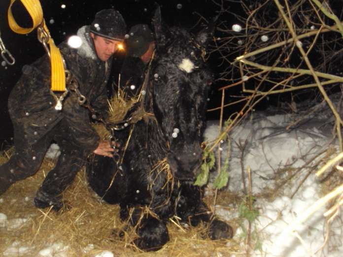 На Львівщині врятували коня з крижаної пастки (Фото) На Львівщині врятували коня з крижаної пастки (Фото)