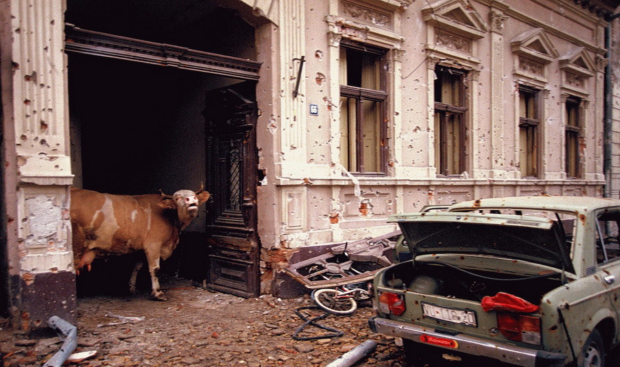_cow0