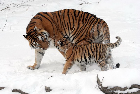panthera_tigris_altaica_naturalist_if_ua