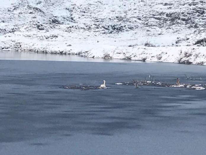 Врятуй лебедя: в грибовицькому озері вмирає птах (фото)