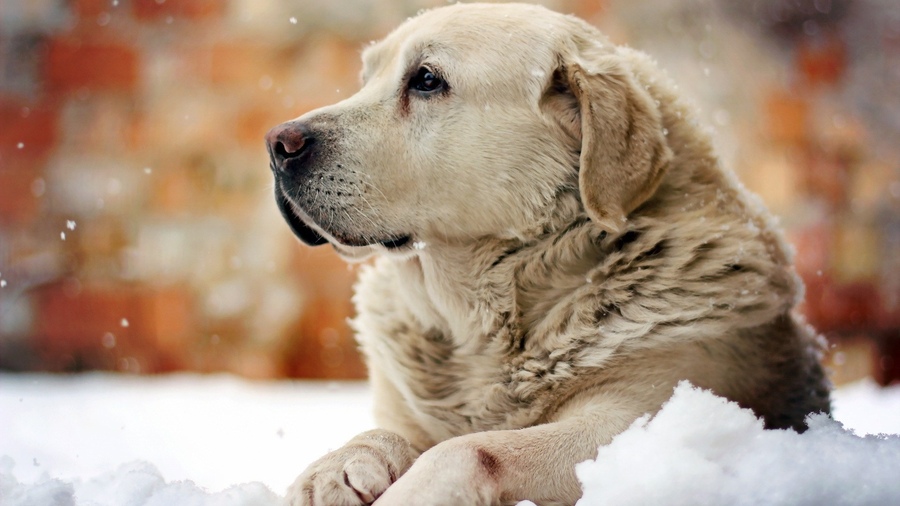 Під час морозу прогулянка з собакою може тривати до 20 хвилин (Фото)