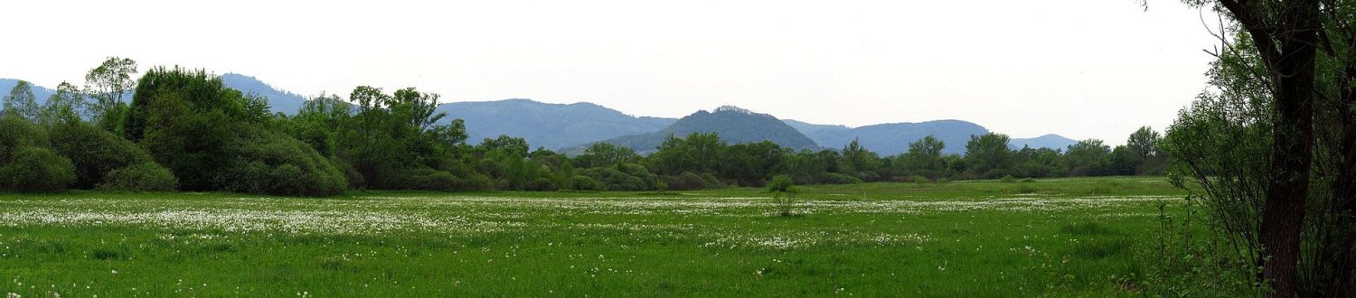 Унікальна Долина нарцисів перетворилася на згарище - 12