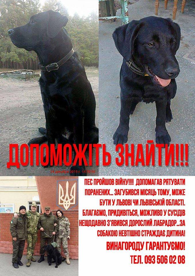 У Львові досі шукають собаку, що брав участь в АТО - 2