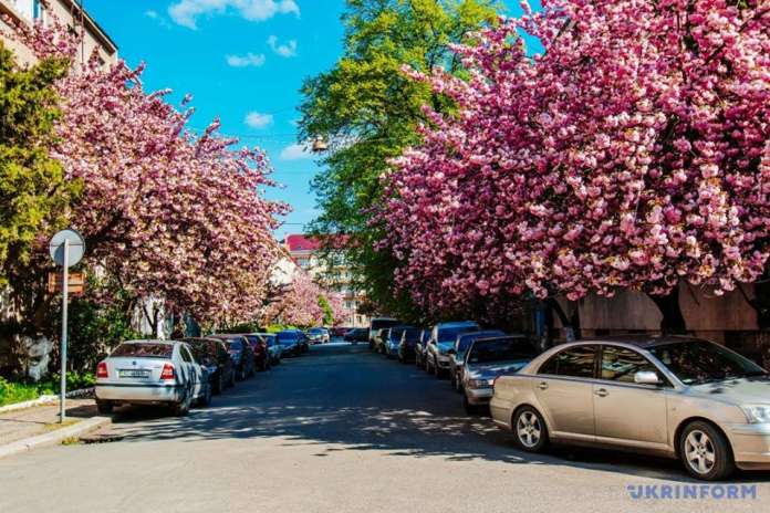 Краса, від якої неможливо відірвати погляд: цвіт сакури в Мукачеві (фото) Краса, від якої неможливо відірвати погляд: цвіт сакури в Мукачеві (фото)