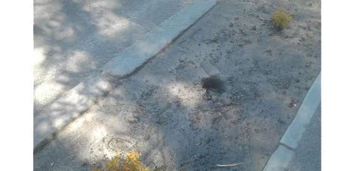 На Городоцькій вкрали 20 висаджених кущів спіреї На Городоцькій вкрали 20 висаджених кущів спіреї