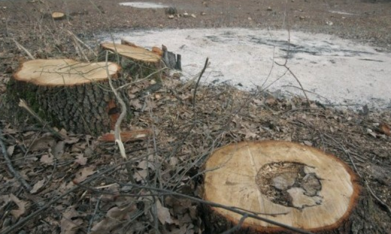 Комунальні лісгоспи Львівщини є великою годівничкою для масових незаконних рубок, – еколог - 5