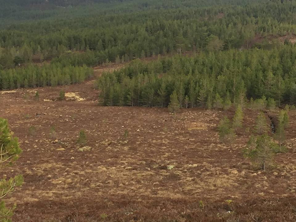 Комунальні лісгоспи Львівщини є великою годівничкою для масових незаконних рубок, – еколог - 2