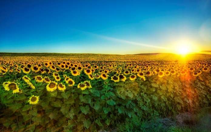 Львівщина відстає у всеукраїнській аграрній кампанії Львівщина відстає у всеукраїнській аграрній кампанії