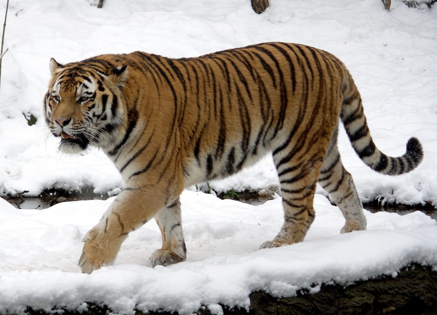 Потяг до волі: як у дику природу випускають червонокнижного амурського тигра (відео)