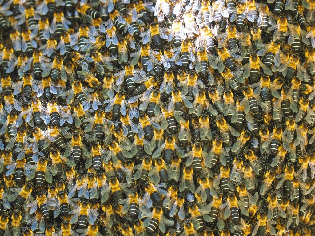depositphotos_49595787-stock-photo-wild-himalayan-bees