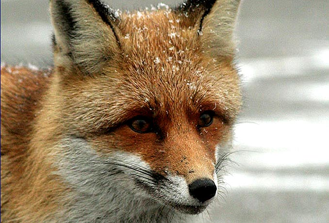 fox-photo