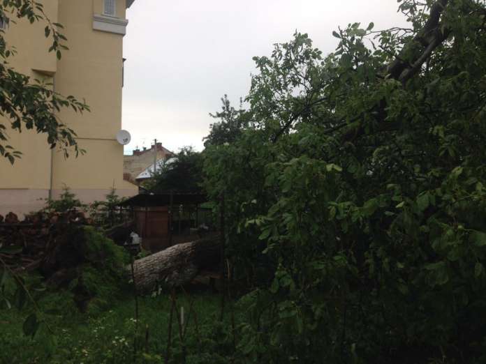 Внаслідок буревію, що трапився минулої п’ятниці у Львові, було повалено 125 дерев Внаслідок буревію, що трапився минулої п’ятниці у Львові, було повалено 125 дерев