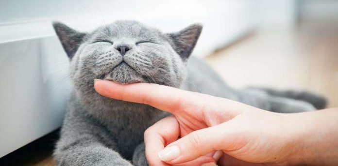 У мережі створили сайт з нескінченним муркотінням кота У мережі створили сайт з нескінченним муркотінням кота
