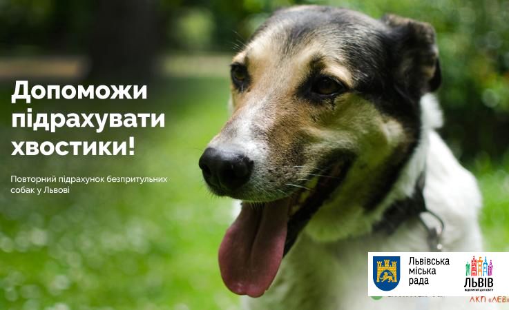 Львів’ян запрошують допомогти з підрахунком безпритульних собак у місті
