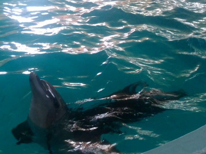 Для потребуючих дітей влаштували поїздку в дельфінарій