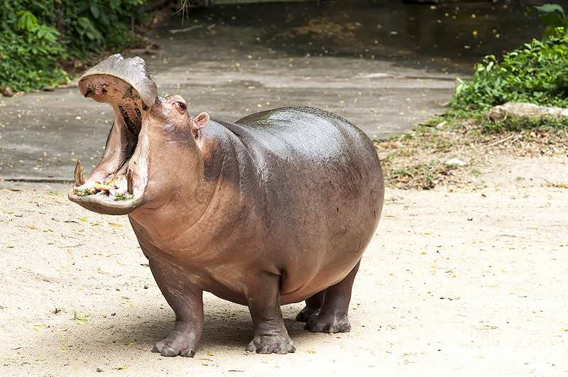 hippo-12b