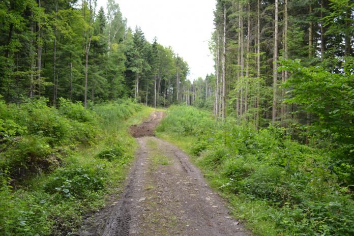 Посадовця Дрогобицького лісництва судитимуть за завдані збитки Посадовця Дрогобицького лісництва судитимуть за завдані збитки
