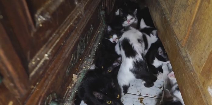 У Парижі у квартирі пенсіонерки знайшли 130 котів У Парижі у квартирі пенсіонерки знайшли 130 котів