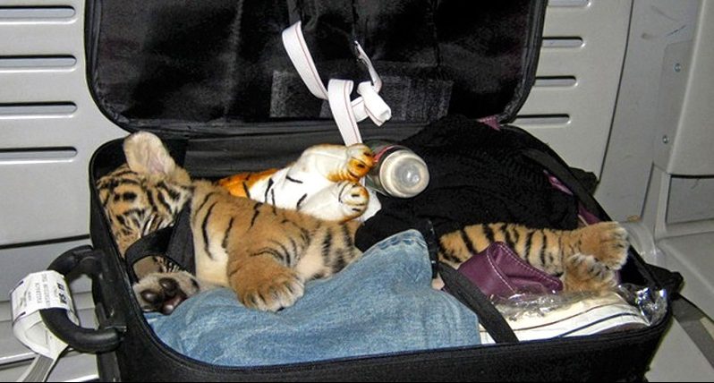 Thailand Tiger Luggage
