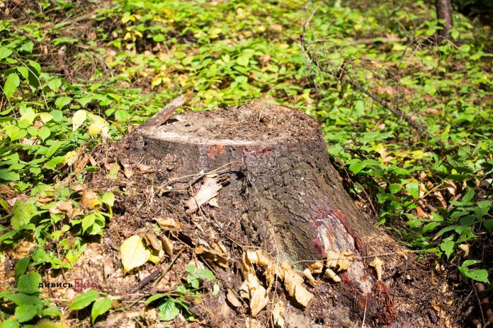 У Дністрянському лісництві виявили незаконну зрізку дерев на 1,6 мільйона гривень