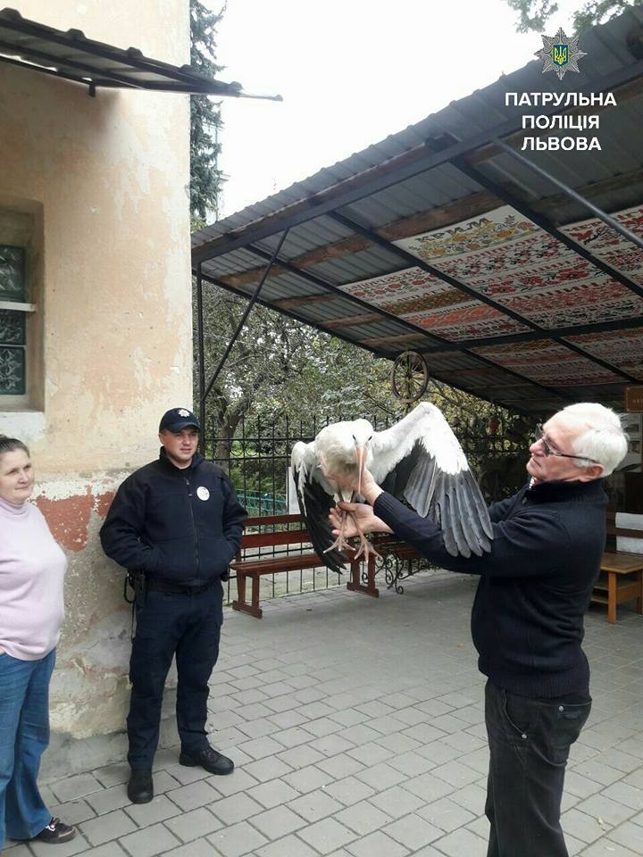 У Львові патрульні рятували лелеку - 1