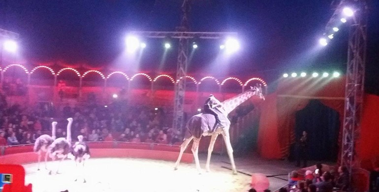 У Рівному під час гастролей цирку «Кобзов» помер жираф