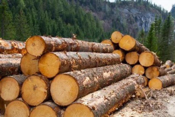 Дрогобицький лісгосп завдав збитків на понад 700 тисяч гривень