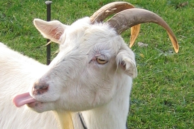 sonnik-koza