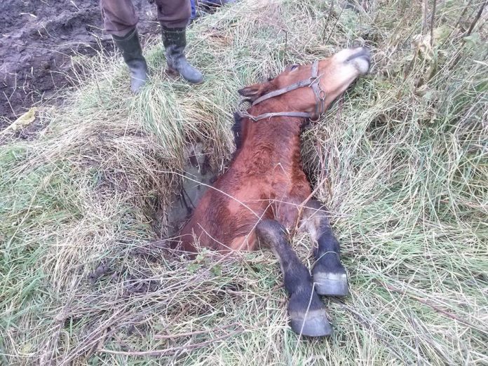 На Львівщині рятували коня, який провалився до каналізаційного люку На Львівщині рятували коня, який провалився до каналізаційного люку