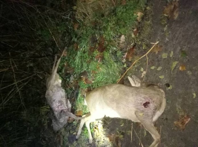 На Львівщині поліцейські викрили браконьєрів, котрі вполювали двох косуль (фото) На Львівщині поліцейські викрили браконьєрів, котрі вполювали двох косуль (фото)