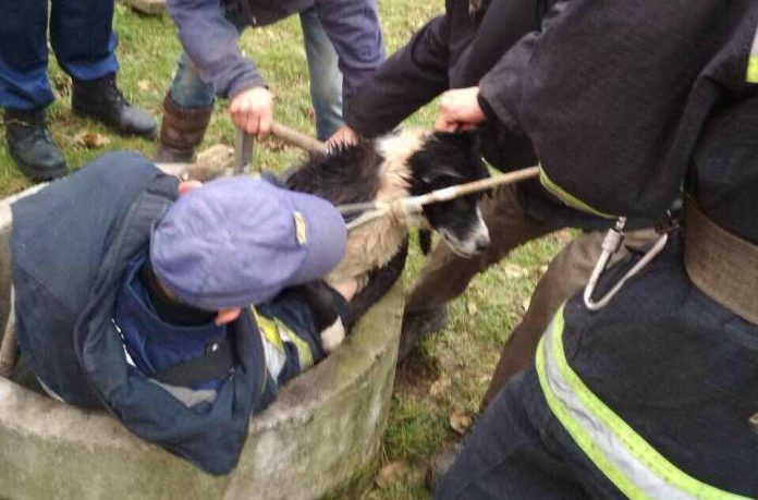 Як львівські рятувальники витягали собаку з колодязя (фото) Як львівські рятувальники витягали собаку з колодязя (фото)