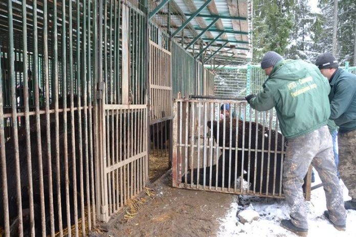 Ведмедів з приватного зоопарку з Львівщини помістили у карантинний сектор Ведмедів з приватного зоопарку з Львівщини помістили у карантинний сектор