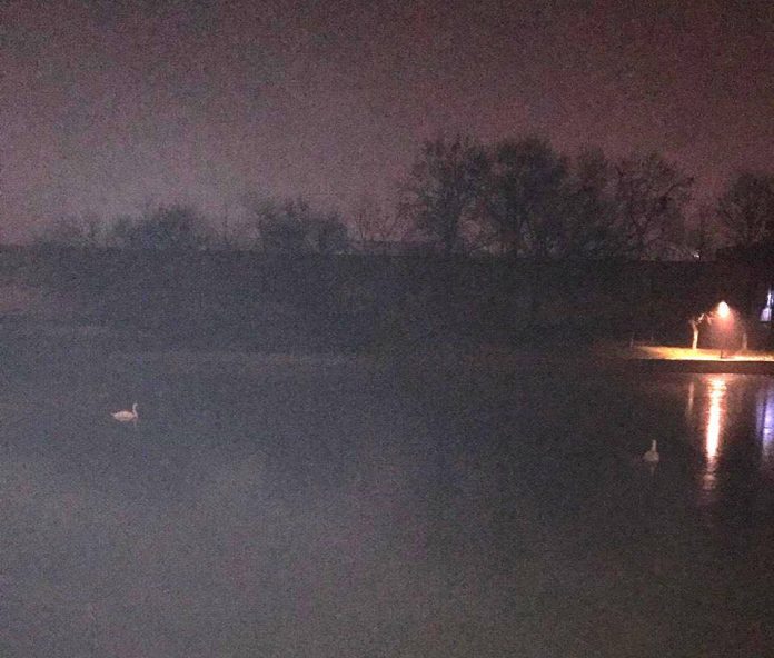 У Львові рятувальники витягнули з озера двох лебедів У Львові рятувальники витягнули з озера двох лебедів