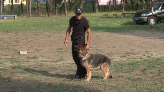 Львівські прикордонники шукають кінологів Львівські прикордонники шукають кінологів